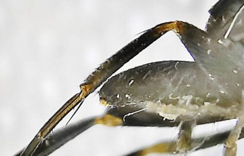 Diplonevra sp.